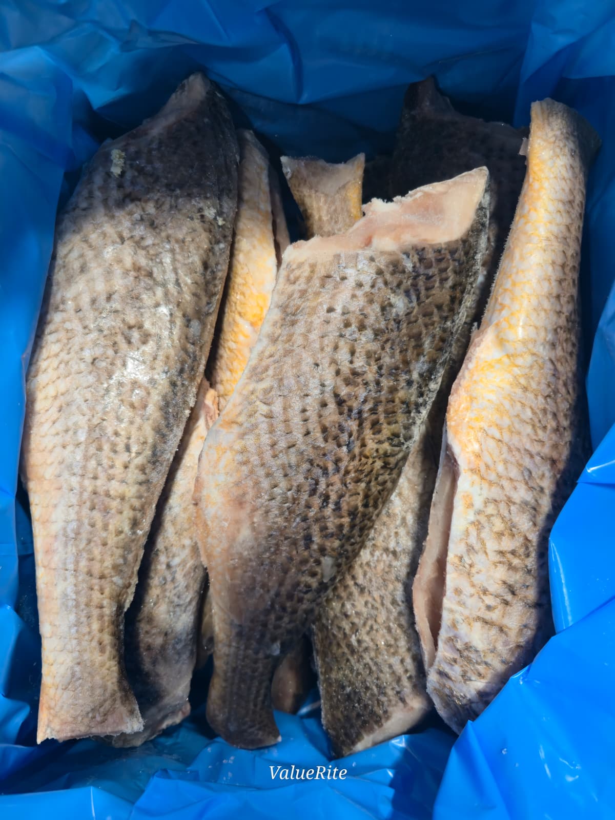 Croaker Fish - Frozen