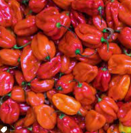 Habenero Pepper (Ata Rodo) — Box